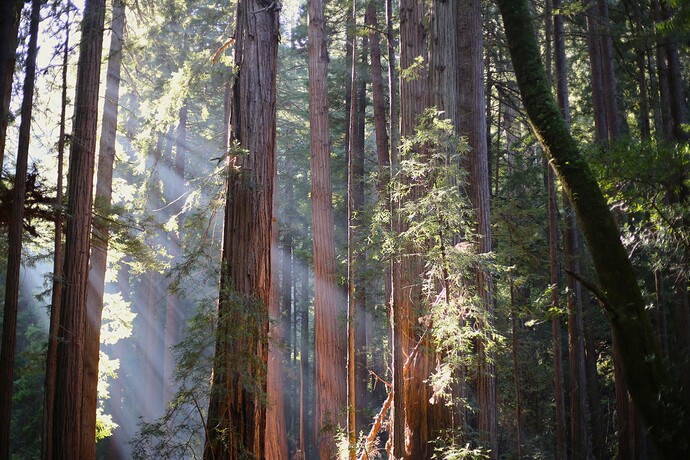 Muir Woods 红杉林间的光线，NPS / Jace Ritchey；资料照片，不保证到访时有同样光影
