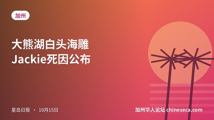 大熊湖白头海雕Jackie死因公布