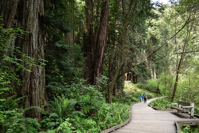 Muir Woods 林间木栈道，NPS / Alison Taggart Barone；展示步道环境，具体可达范围以官方无障碍说明为准