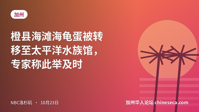橙县海滩海龟蛋被转移至太平洋水族馆，专家称此举及时